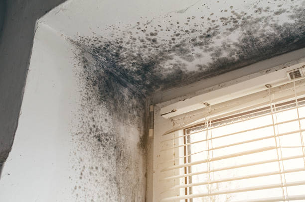 Trusted Attic Mold Removal service in Ludington, MI - Cheap Mold Removal