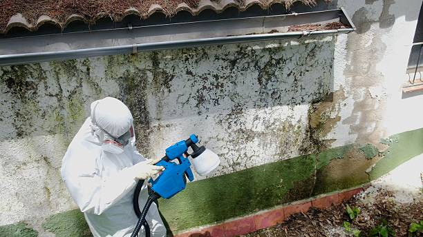 Trusted Black Mold Removal service in Ludington, MI - Cheap Mold Removal